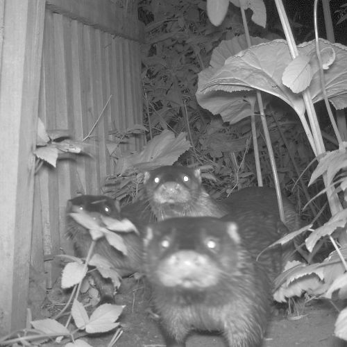 A group of otters caught on camera by a camera trap