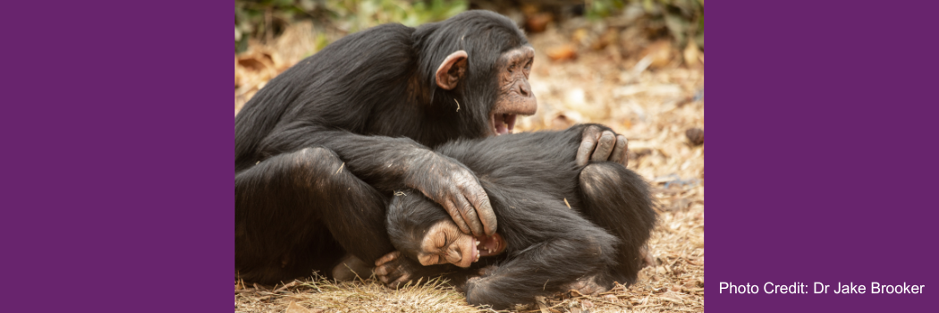 Two chimpanzees play on the ground outside. Photo credit: Dr Jake Brooker