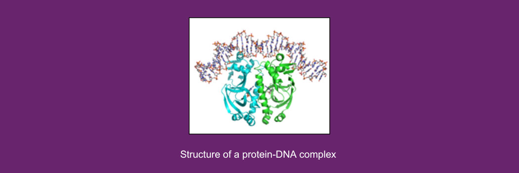 Structure of a protein-DNA complex