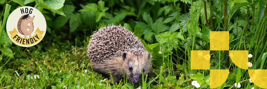 Hedgehog in grass