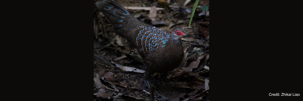 Picture of Hainan Peacock