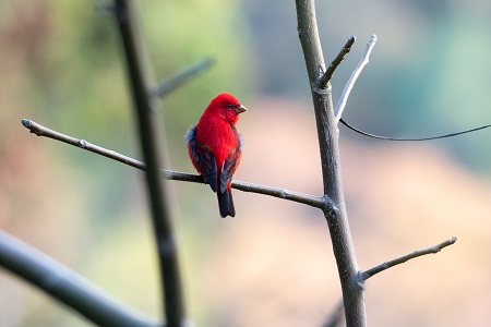 Bird in a tree