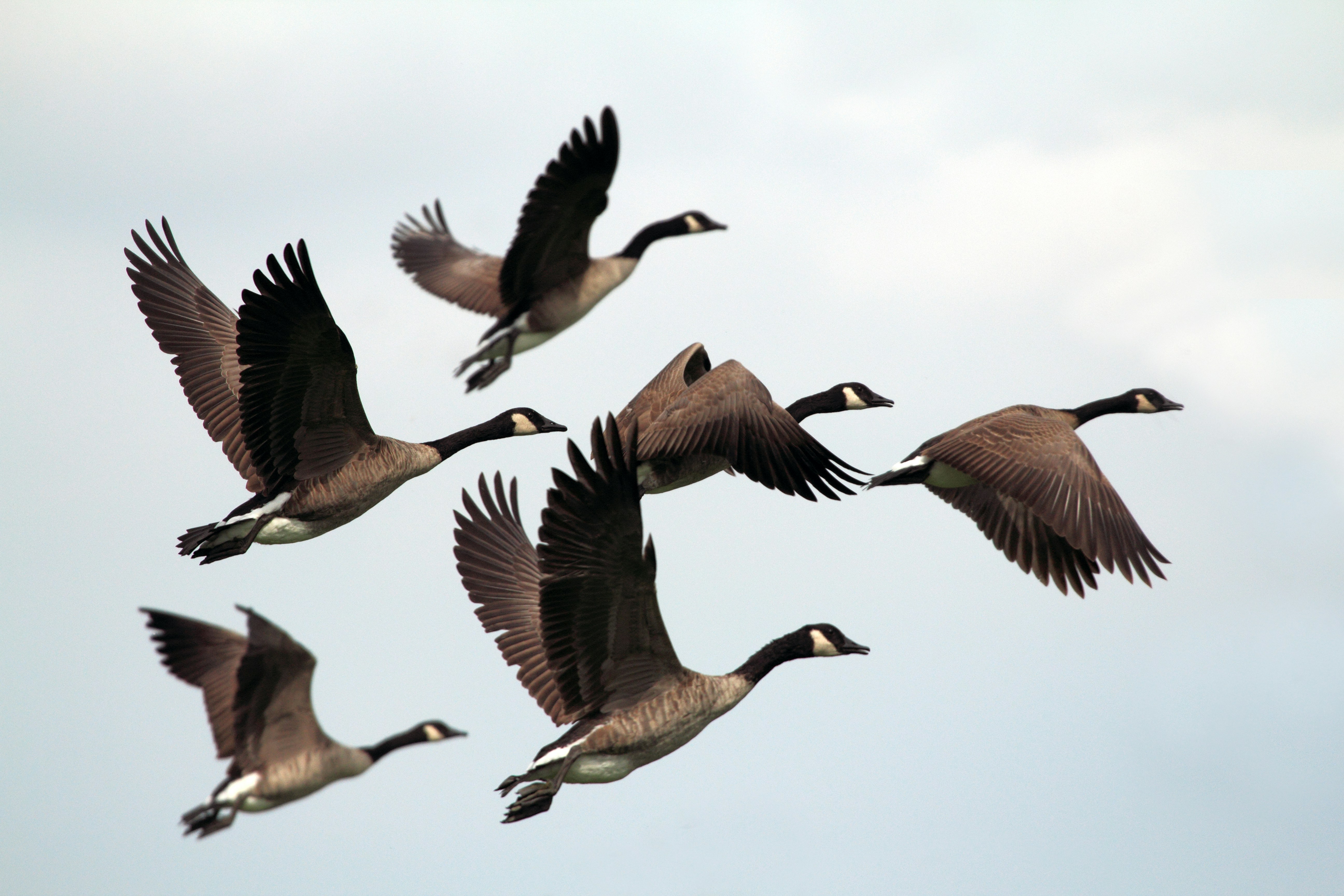 Canada geese in flight